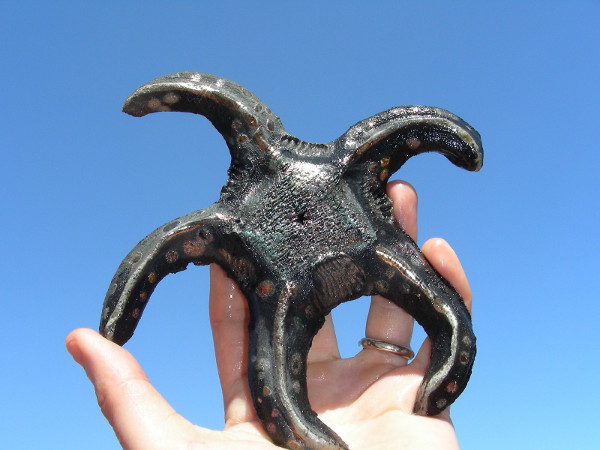Immagine di una stella marina in raku piccola proporzioni
